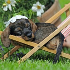 Схема вышивки «Щенок»