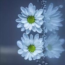 Схема вышивки «цветы»