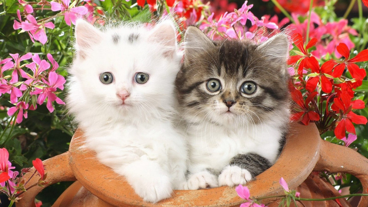 котята - оригинал