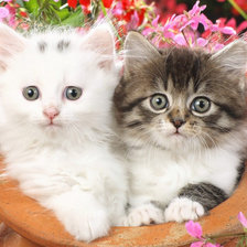 Схема вышивки «котята»