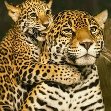 Схема вышивки «Терпеливая мама»