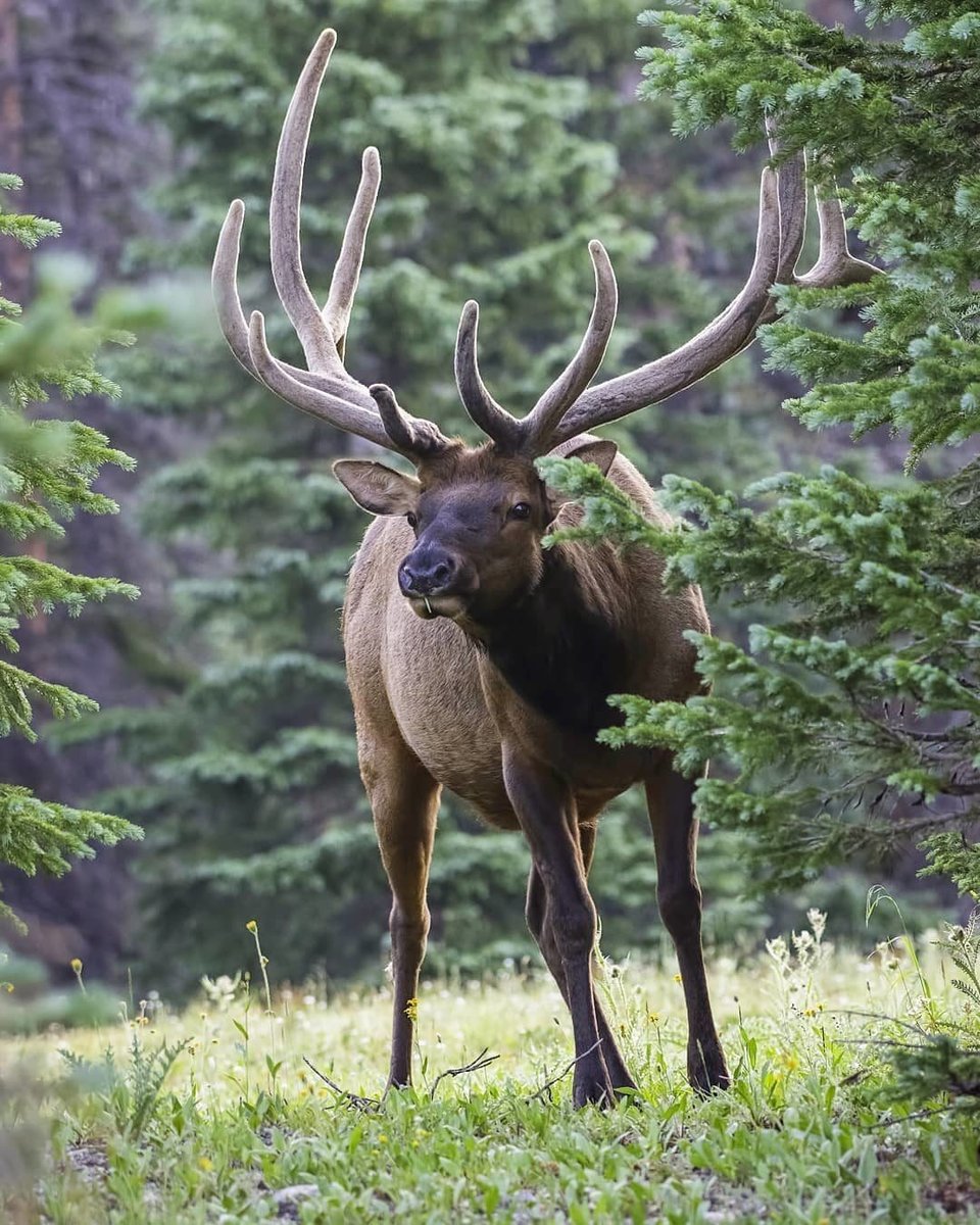 Рогатый - оригинал