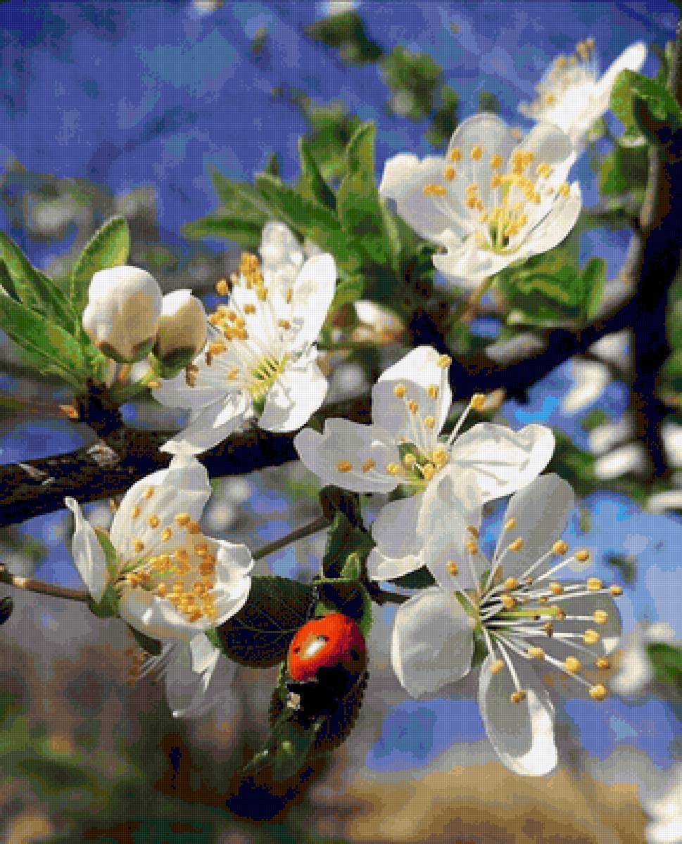 Божья коровка - предпросмотр