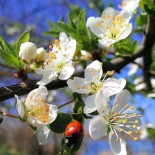 Схема вышивки «Божья коровка»