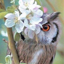 Схема вышивки «Сова»