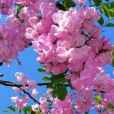 Схема вышивки «Акация»