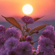 Схема вышивки «Цветы на закате»