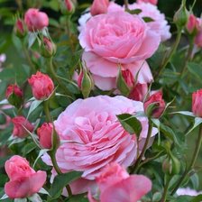 Схема вышивки «Роза 2»