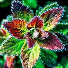 Схема вышивки «Roślinka»