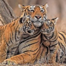 Схема вышивки «Тигриная идилия»