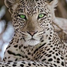 Схема вышивки «Белый леопард»