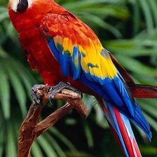 Схема вышивки «попугай»