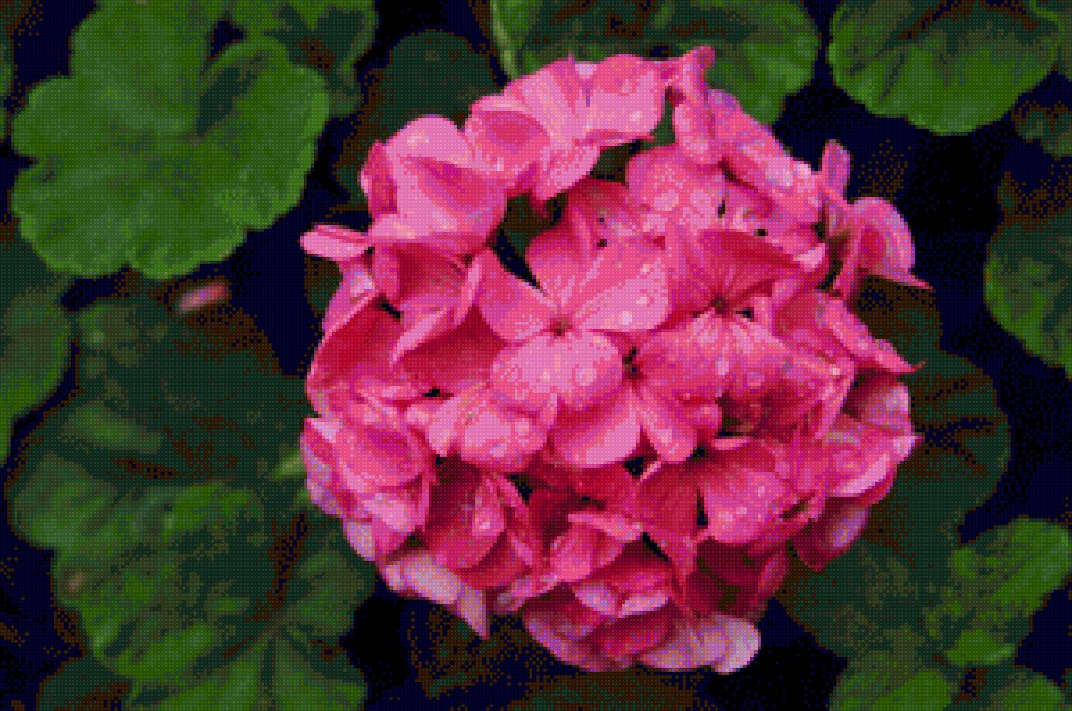 Malvão rosa - flores - предпросмотр