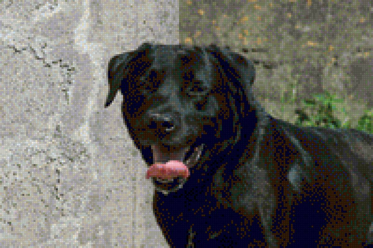 Max - animais - предпросмотр