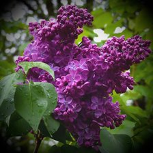 Схема вышивки «сирень»