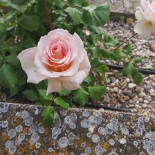 Схема вышивки «Rosa gallarda 01»