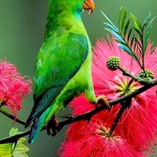 Схема вышивки «птицы»