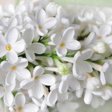 Схема вышивки «Белая сирень»