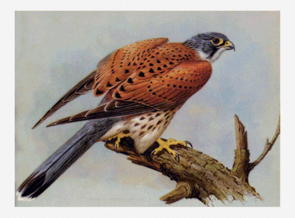 №2108654 - птицы, живопись. - предпросмотр