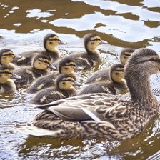 Схема вышивки «Уточка с выводком»