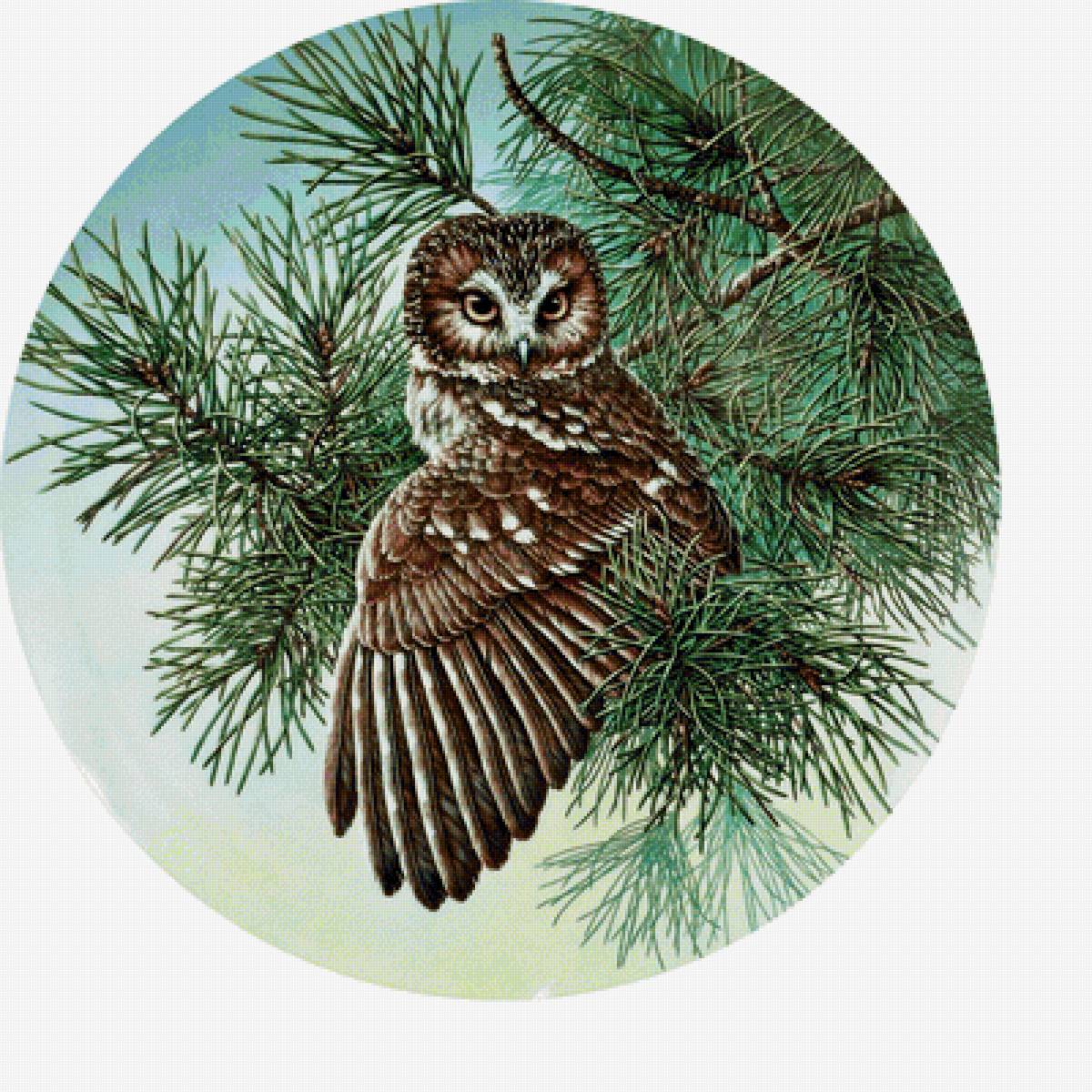 Серия "Птицы". Совы - фауна, птицы, совы - предпросмотр