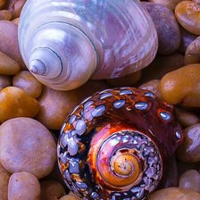 Схема вышивки «Перламутровые ракушки»