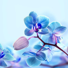 Схема вышивки «Орхидея»