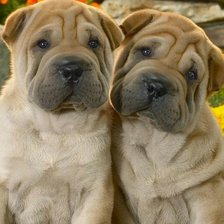 Схема вышивки «Шарпей»