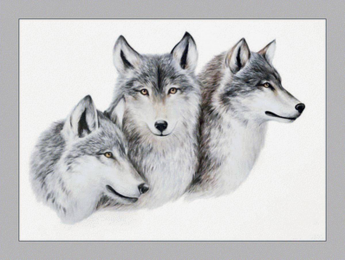 №2110073 - животные, волки, хищники - предпросмотр