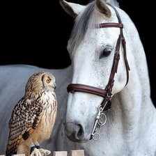 Схема вышивки «Сова и лошадь»