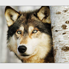 Схема вышивки «№2110573»