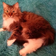 Схема вышивки «Кот»