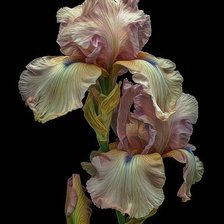 Схема вышивки «Серия "Ирисы"»