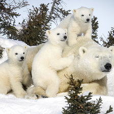 Схема вышивки «Медведи»