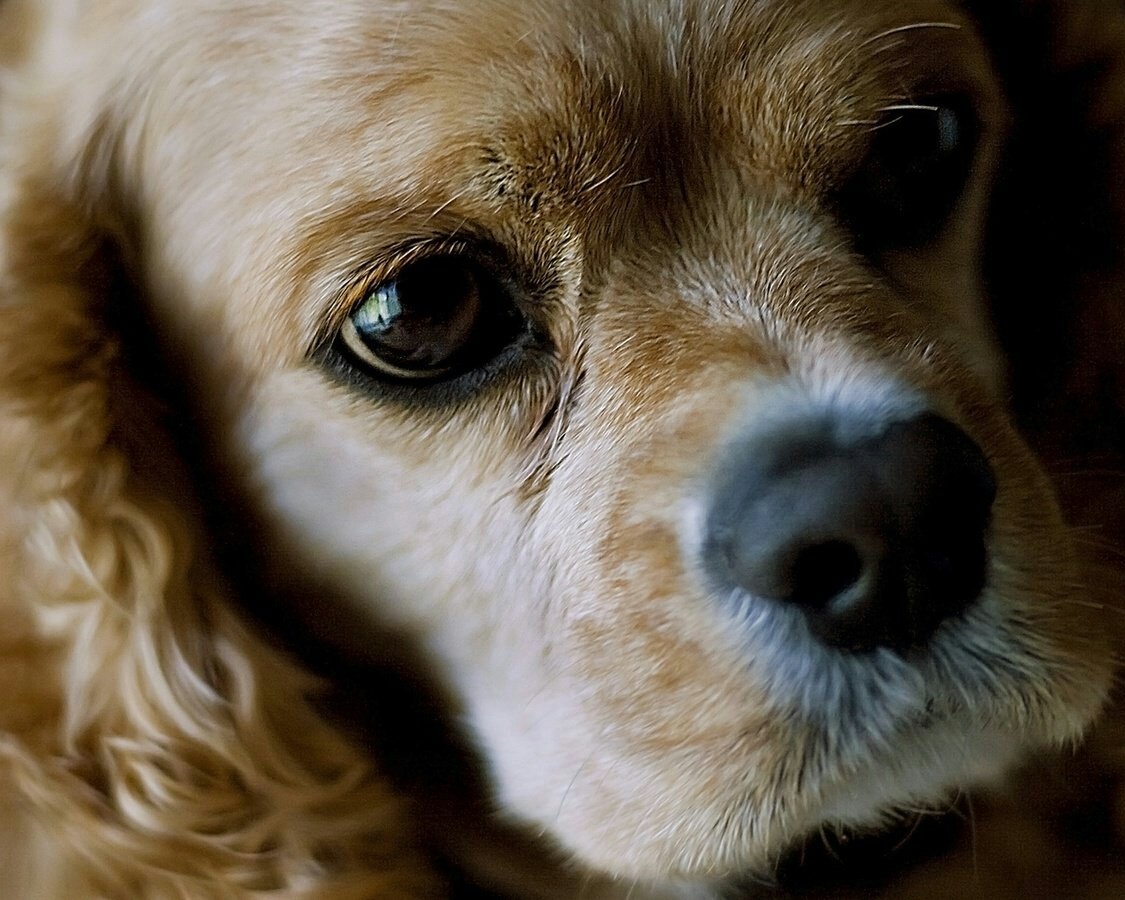 Кокер- спаниель - оригинал