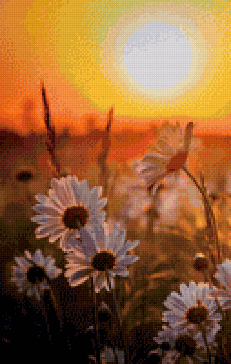 Ромашки под солнцем - цветы, солнышко - предпросмотр