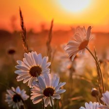 Схема вышивки «Ромашки под солнцем»