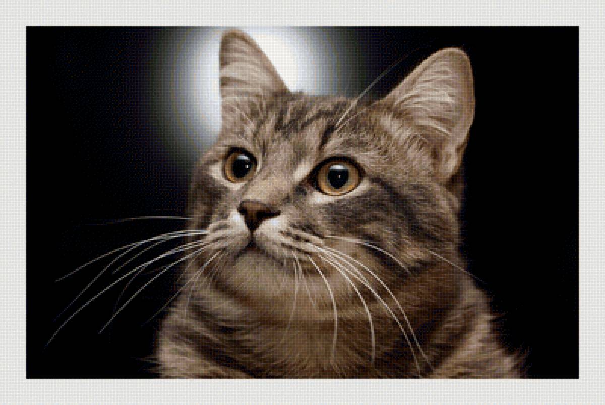 №2111280 - животные, коты - предпросмотр