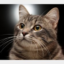 Схема вышивки «№2111280»