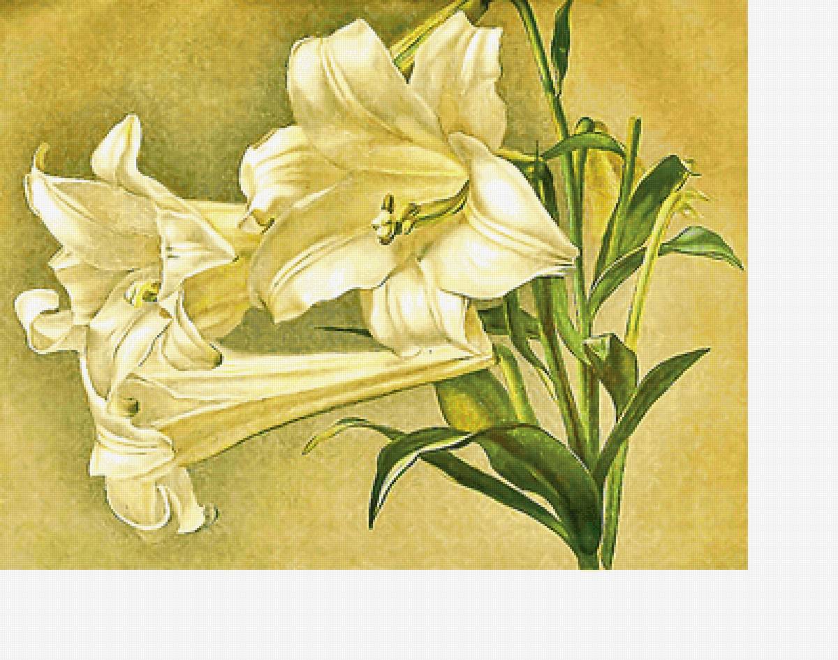 Серия "Лилии" - цветы, лилии, флора - предпросмотр