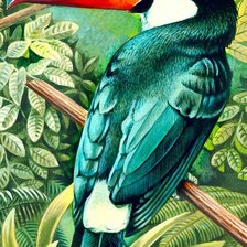 Схема вышивки «природа экзотика птицы тукан»