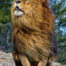 Схема вышивки «лев»