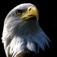 Схема вышивки «орёл»