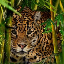 Схема вышивки «леопард»