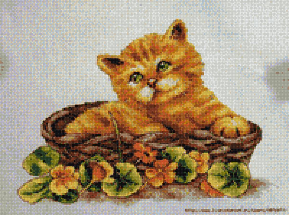 рыженький - котята - предпросмотр