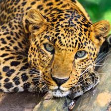 Схема вышивки «леопард»