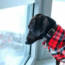 Такса Фиби_3