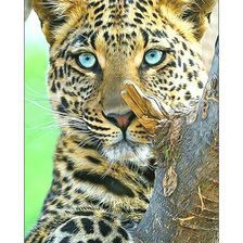 Схема вышивки «Леопард.»