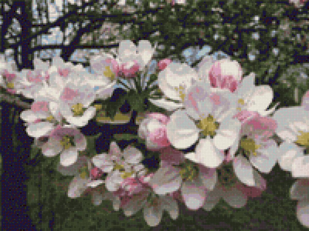 Цвіт яблуні - цвіт, весна, яблуня - предпросмотр