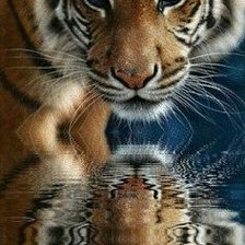 Схема вышивки «дикие»